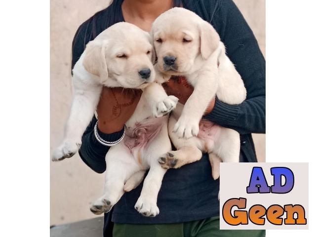 used Labrador Pup Sale Beautiful Breed Dogs Available In DelhiOurKennel for sale 